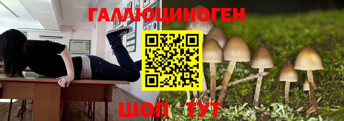 Галлюциногенные грибы Psilocybe Лабытнанги